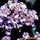A close-up of the flowers from 1994.
